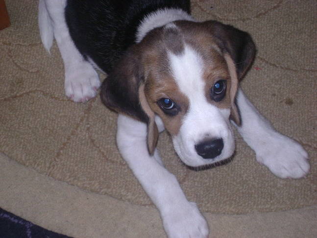 Beagle (1) - beagle