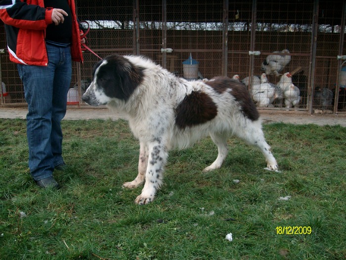 ARIS DE OAS 11 LUNI (50) - ciobanesc romanesc de bucovina