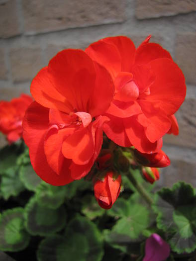 Muscata rosie 21 iun 2009