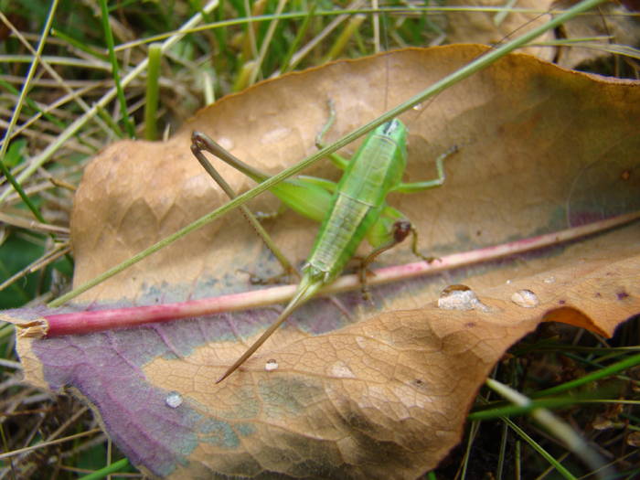 DSC03900 - Concediu 2009