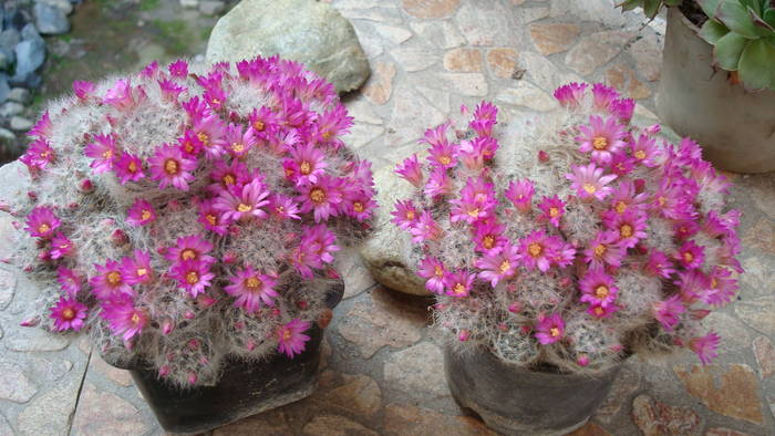 Mamillaria laui- var. dasyacantha - Cactusi