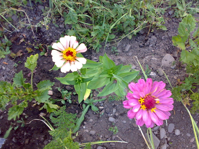 circiumarese - Florile din gradina mea - 2009