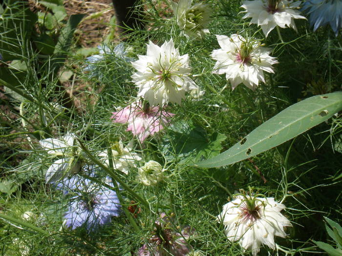 barba imparatului 2 - FLORILE MELE 2009