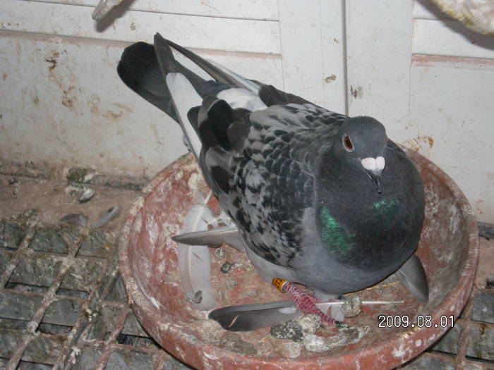 91 - pui porumbei 2009