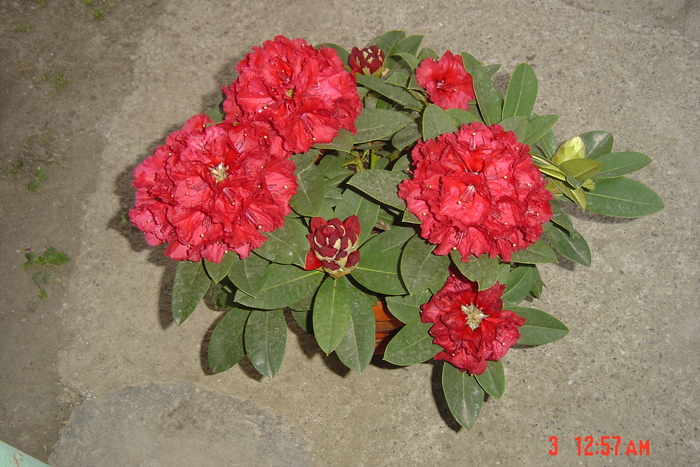 Picture 265 - florile mele in 2009