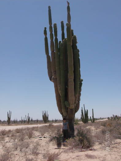 HPIM1973mic - cactusii giganti