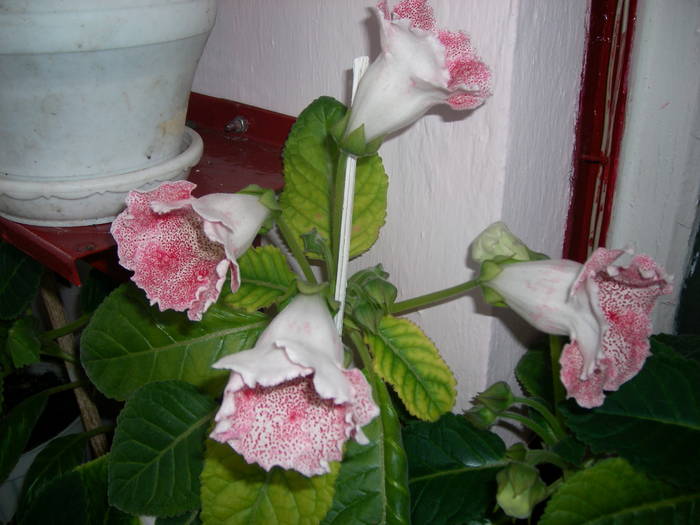 Tigrina red