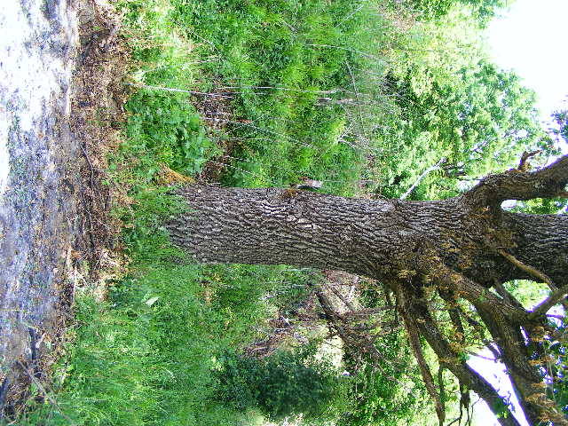 DSCF0558