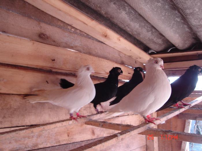 Picture 268 - porumbei jucatori