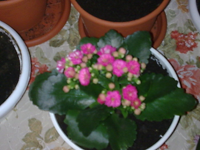 KALANCHOE