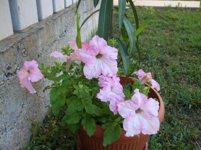 petunii - Flori