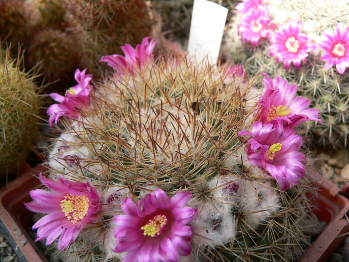 mammillaria_canelensis_2