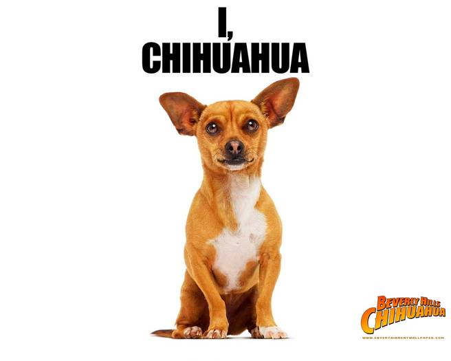 beverly_hills_chihuahua02 - Concurss 8 DOG CHOWAUA