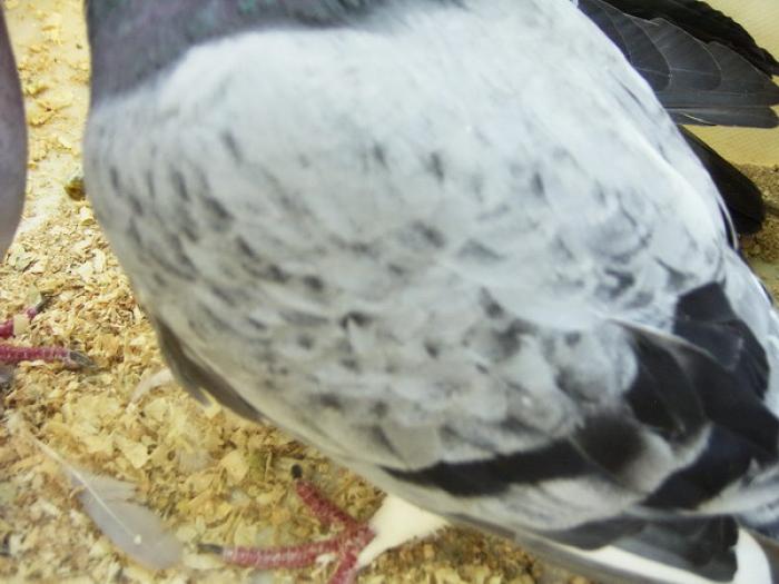 sooty(negru funingine)3