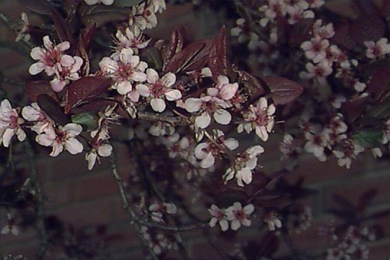 CORCODUS-PRUNUS CERASIFERA.FLORIjpg