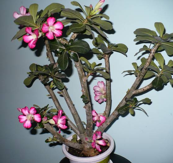 P1120383 - ADENIUM OBESUM