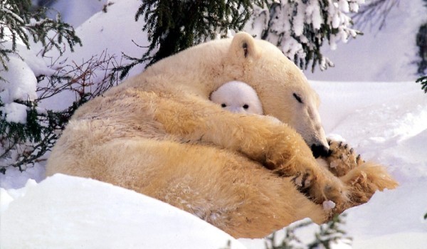 polar-bear-naughty-tot - Salvati animalele pe cale de disparitie000