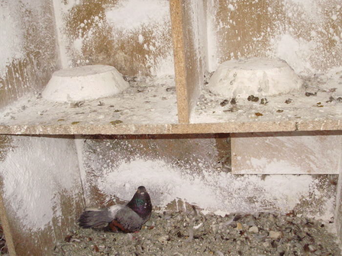 P9061354 - 1709 Marian Anghel