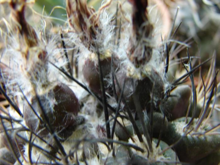 Neochilenia gigantea, fructe.