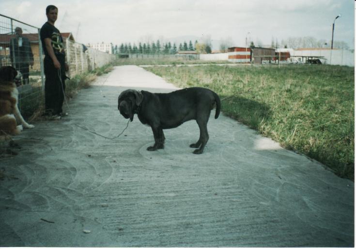 mastino-napoletano-sharky-2000 - CAINI-DRESAJ-SOCIALIZARE