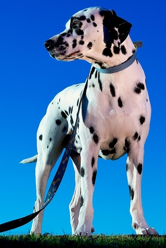 d41af74291ff249e556ad3fd96d2770c - CATELUSI