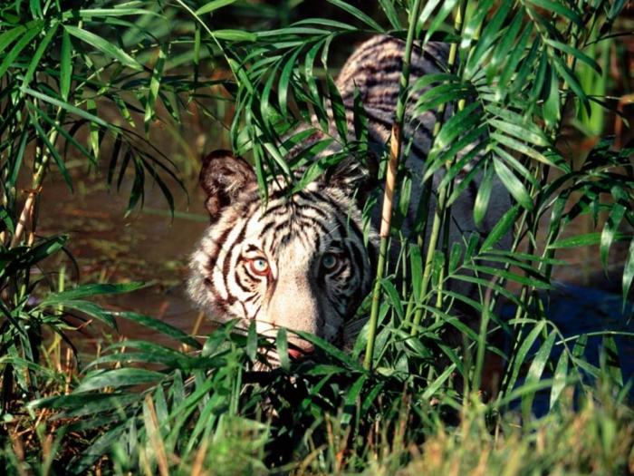 Concealed, Bengal Tiger