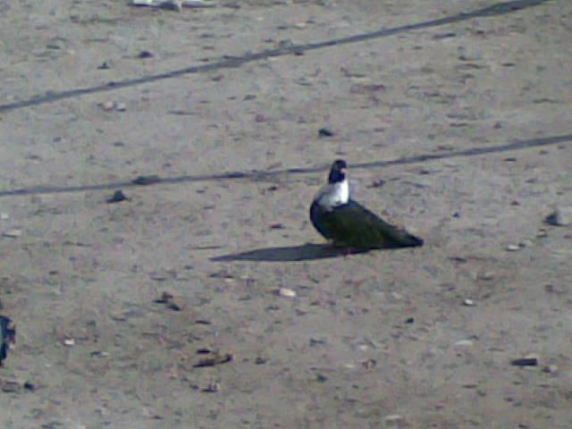 28022009(077) - diferite rase porumbei