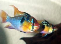 Microgeophagus%20ramirezi