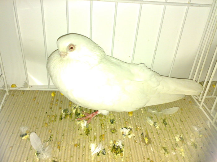 ardeal n 19 - 1509 rom juc 1