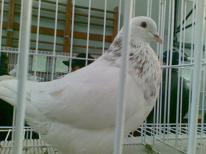 texan - expo Craiova 23-01-2010