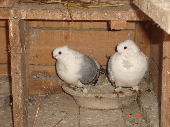 64 - C Porumbei Blueti si Satineti Vechi