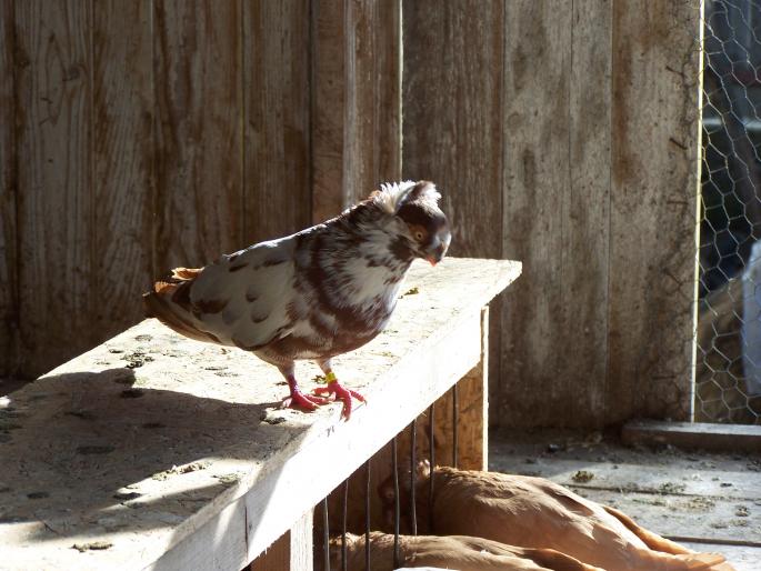 100_1170 - porumbei 2008-aprilie