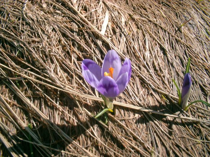 04120095 - Iezer-Papusa