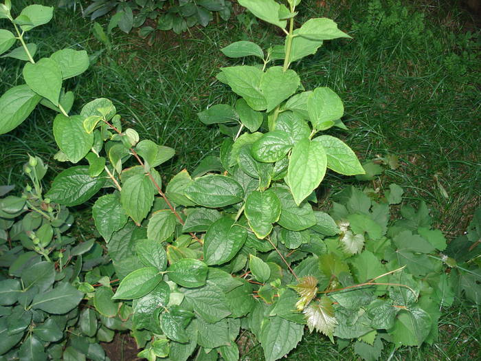 LAMAITA