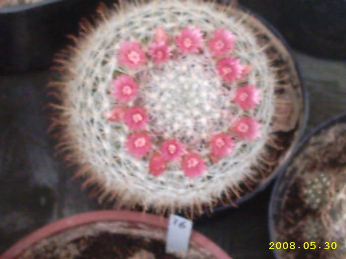 21-Mammillaria aurihamata ?