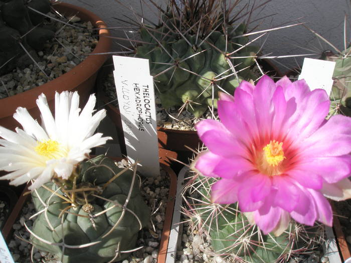 Thelocactus bicolor - 08.06 - Thelocactus