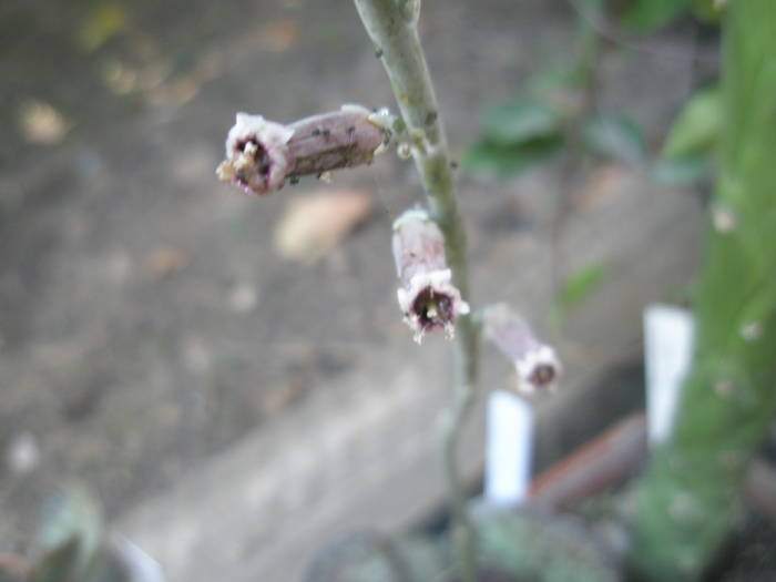 Adromischus triginus - flori