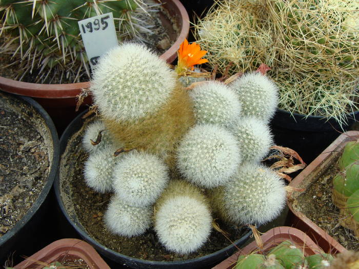 R. muscula - Rebutia