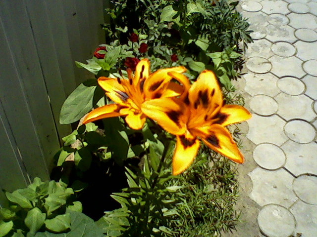 Fotografii-0002 - dragele mele flori 2009