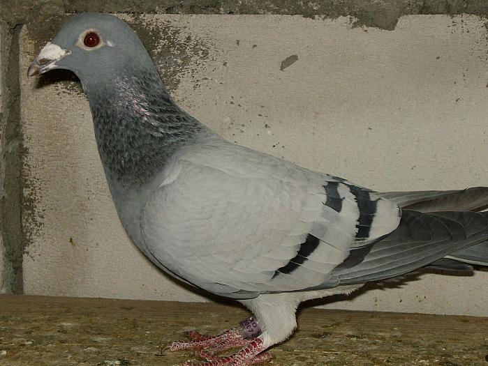 HPIM2178 - porumbei 2009