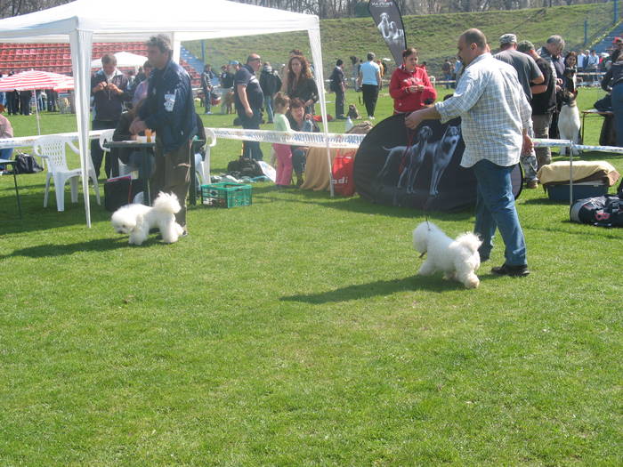 IMG_4776 - bichon frise