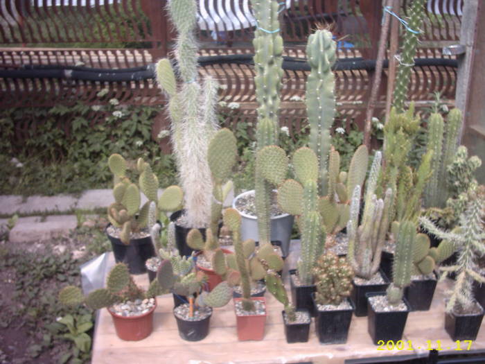 cactusi