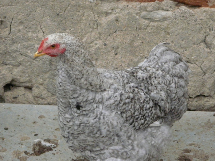 Cocos cochinchina barat