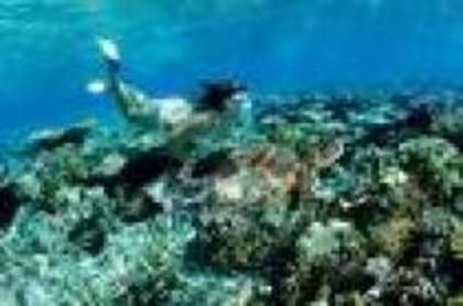 ICUYLYZLJDVJEFLCFGL - Marea bariera de corali