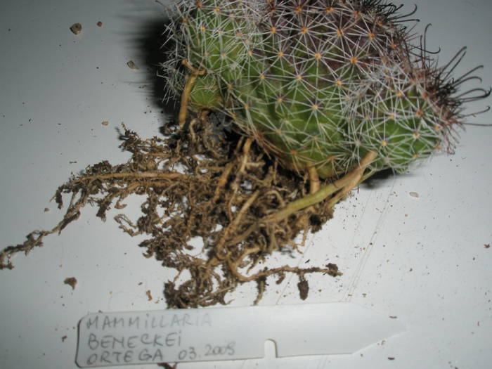 Mammillaria beneckei - RADACINI de cactus