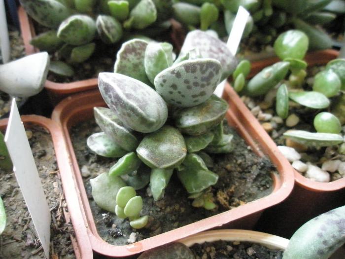Adromischus cooperi - cactusi la iernat 2008-2009