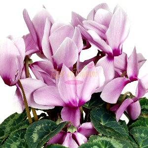 CY4 - Cyclamen