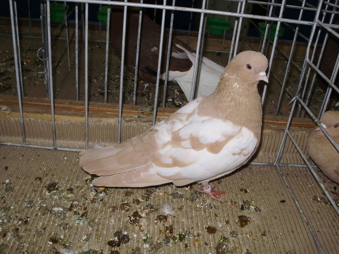 10570 pt 1 - 1507 partea 6a