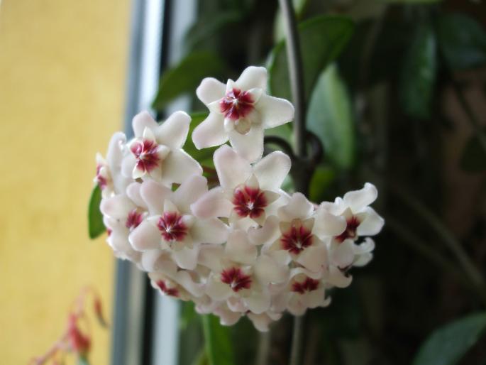 hoya carnosa - Flori