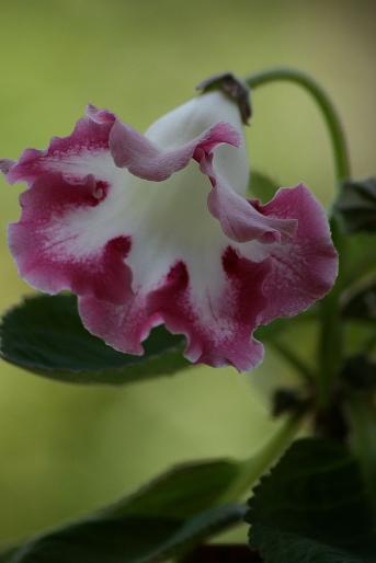 sinningia speciosa - plante 2008
